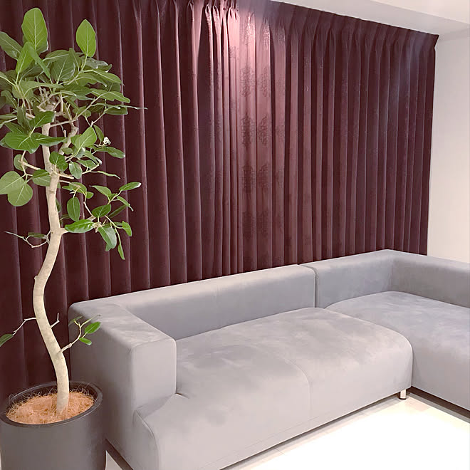 リビング 大型観葉植物 ベンガレンシス グレーズグレー ホテルライク などのインテリア実例 19 02 17 22 54 30 Roomclip ルームクリップ