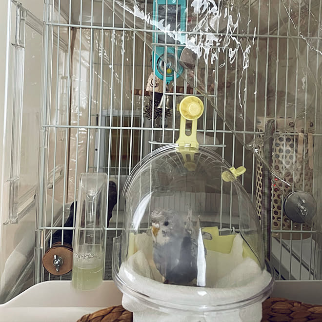 バードバス ペットと暮らす家 子供と暮らす 鳥と暮らす インコのいる暮らし などのインテリア実例 21 03 25 11 06 19 Roomclip ルームクリップ