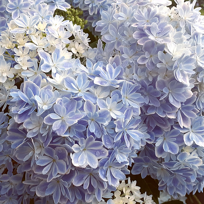 玄関 入り口 21 6 23 紫陽花 鉢植え 紫陽花万華鏡 などのインテリア実例 21 06 23 21 33 10 Roomclip ルームクリップ 玄関 入り口 21 6 23 紫陽花 鉢植え 紫陽花万華鏡 などのインテリア実例 21 06 23 21 33 10 Roomclip ルームクリップ