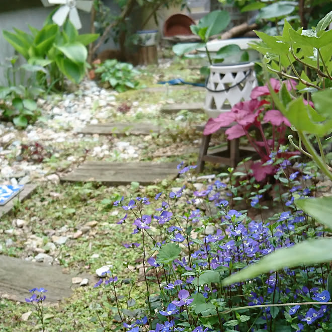 部屋全体 5 5 家の北側 日当たりの悪い 日陰でも育つ植物 などのインテリア実例 05 05 17 15 27 Roomclip ルームクリップ