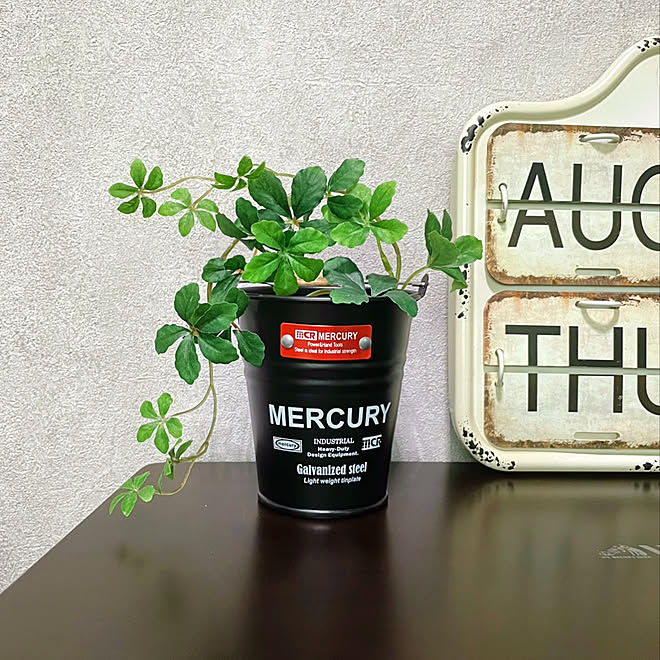 観葉植物のある暮らし/MERCURY バケツ/MERCURY/マーキュリーのバケツ/マーキュリー...などのインテリア実例 - 2022-09-17 13:52:24... 