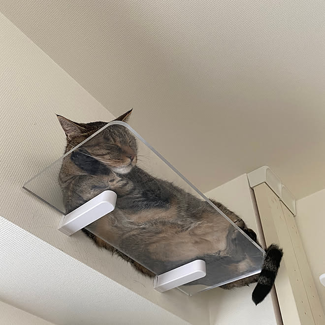 アクリルキャットステップ キャットステップ 猫 ねこ ねこ部 などのインテリア実例 07 27 08 18 12 Roomclip ルームクリップ