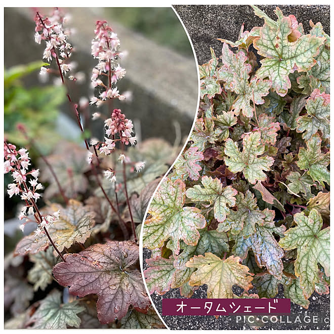 ヒューケラ大好き オータムシェード ヒューケレラ 植物のある暮らし 玄関 入り口のインテリア実例 21 10 19 07 02 37 Roomclip ルームクリップ