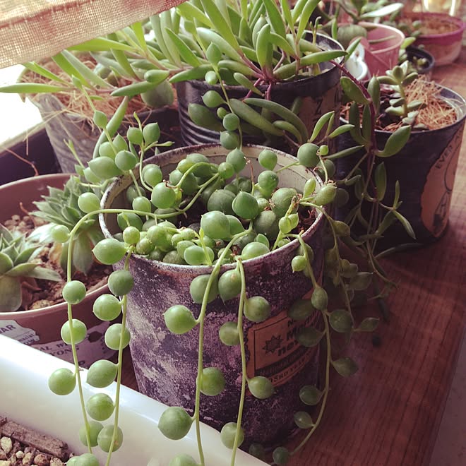 グリーンネックレス リメ缶 多肉ちゃん ルビーネックレス 多肉植物 などのインテリア実例 15 04 09 15 45 00 Roomclip ルームクリップ