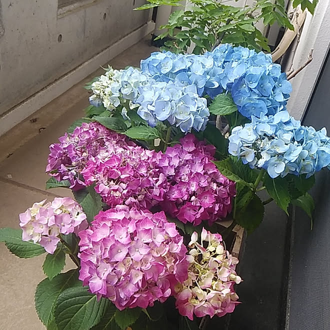 ベランダ アジサイ 鉢植え いやしの空間のインテリア実例 19 05 28 16 29 42 Roomclip ルームクリップ