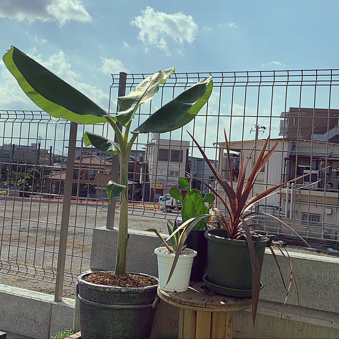 バナナの木 アイスクリームバナナ ガーデニング初心者 植物のある暮らし 初めての植物 などのインテリア実例 08 14 15 16 27 Roomclip ルームクリップ