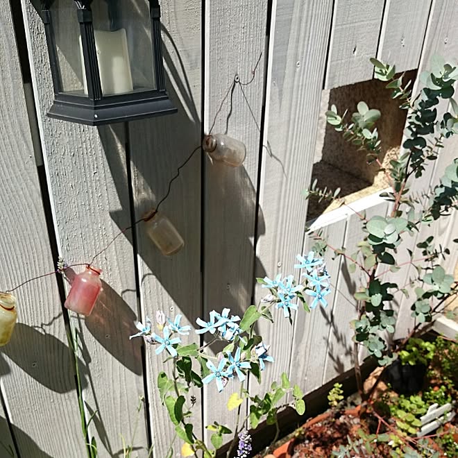 玄関 入り口 ブルースター 板壁diy ベランダガーデン レンガ花壇 などのインテリア実例 16 06 03 36 02 Roomclip ルームクリップ