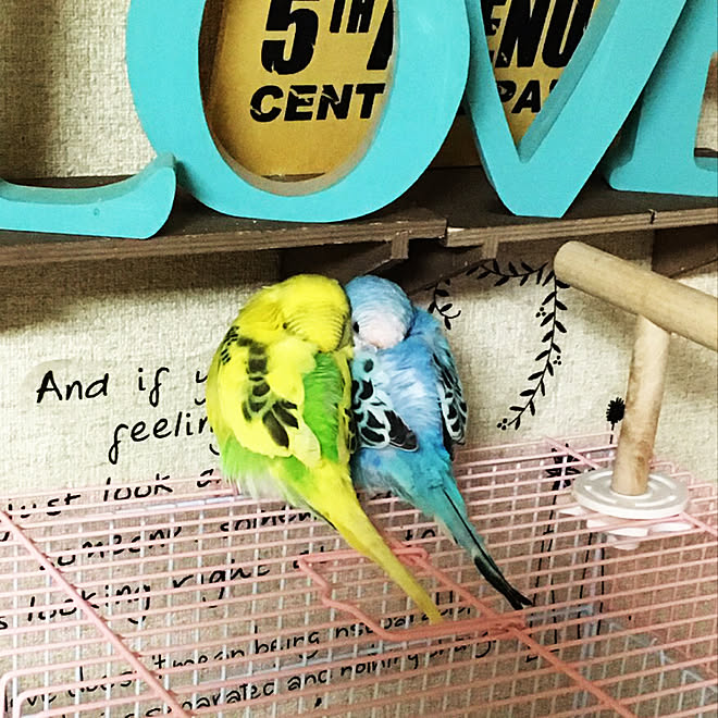 リビング 癒し 寝てる 仲良し インコと暮らす家 などのインテリア実例 17 10 19 02 36 07 Roomclip ルームクリップ リビング 癒し 寝てる 仲良し インコと暮らす家 などのインテリア実例 17 10 19 02 36 07 Roomclip ルームクリップ