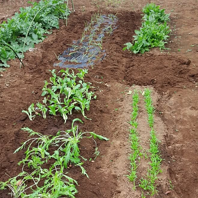 玄関 入り口 秋植え野菜 畑 自給自足のインテリア実例 16 10 30 19 47 31 Roomclip ルームクリップ