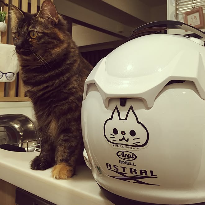 ビーサイドレーベル ステッカー ヘルメット ねこ ねこ部 などのインテリア実例 16 09 27 00 42 58 Roomclip ルームクリップ