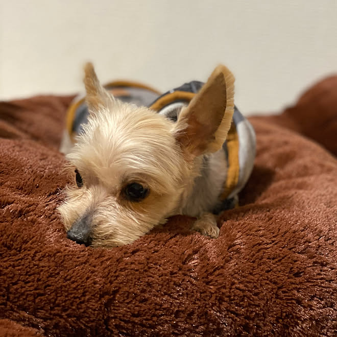 アジソン病 いつぶりかのトリミング ヨーキーのセシル シニア犬と暮らす ハムスターと暮らす などのインテリア実例 21 03 06 17 15 Roomclip ルームクリップ アジソン病 いつぶりかのトリミング ヨーキーのセシル シニア犬と暮らす ハムスターと暮らす などのインテリア実例 21 03 06 17 15 Roomclip ルームクリップ