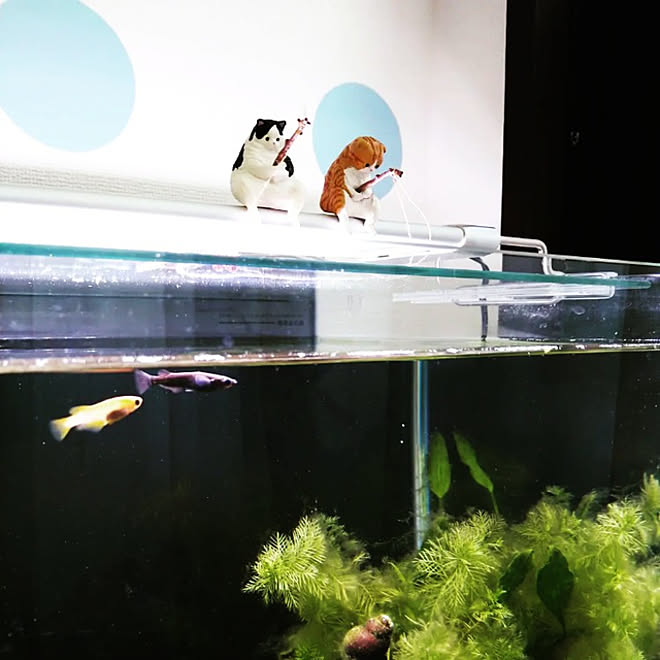 リビング 推しのいる生活 ガチャガチャ メダカの水槽 ミニチュア などのインテリア実例 22 02 26 14 01 03 Roomclip ルームクリップ