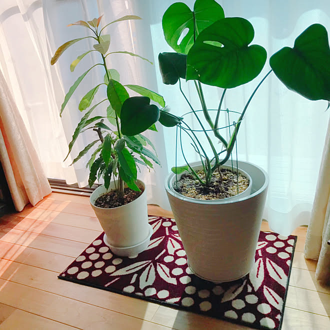 いいね!やコメント沢山ありがとう!/昨日はご心配をおかけしました!/フォロワーさん100人♡感謝/いいね、フォロー本当に感謝です♡/ワンコと暮らす家...などのインテリア実例 - 2019-09-10 08:45:16
