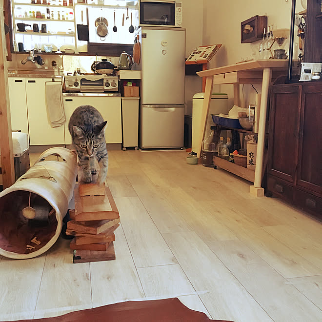 ねこと暮らす/古いアパート/猫カフェ風/猫/賃貸などのインテリア 