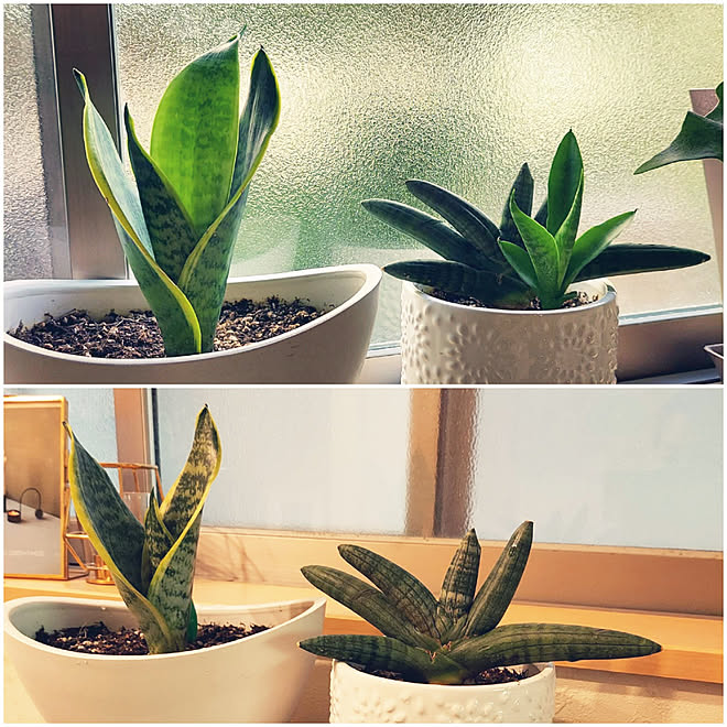 リビング サンスベリア サンスベリアボンセレンシス サンスベリア ローレンティー お気に入りの空間 などのインテリア実例 21 10 22 18 19 31 Roomclip ルームクリップ