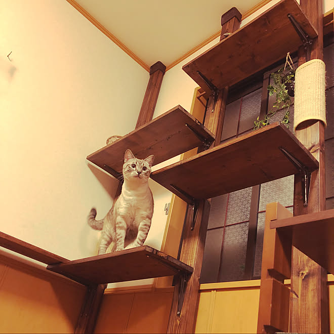 棚/キャットタワーDIY/キャットタワー/DIY/ねこ&hellip;などのインテリア実例 20171125 175009