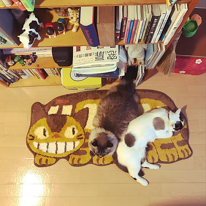 ネコバス トトロ ジブリ ねこ ねこのいる日常 などのインテリア実例 22 01 06 08 25 05 Roomclip ルームクリップ