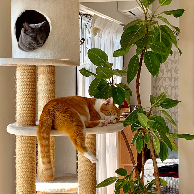 猫の壁紙 ディスプレイコーナー 観葉植物 猫 猫とインテリア などのインテリア実例 19 09 10 09 06 42 Roomclip ルームクリップ