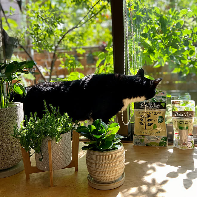 保護猫 ねこと暮らす ねこのいる日常 みどりのある暮らし ベランダガーデン などのインテリア実例 21 05 15 11 06 Roomclip ルームクリップ