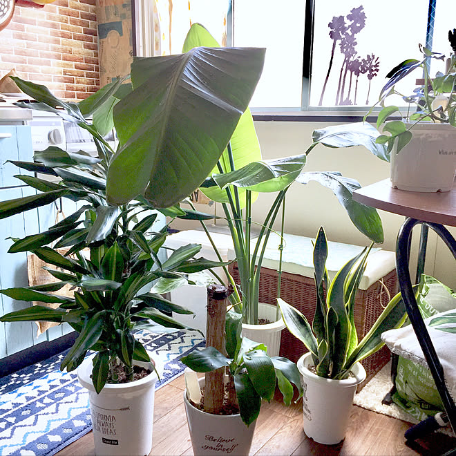 キッチン キャンドゥウォールステッカー セリア窓目隠しシート 賃貸でも頑張る 観葉植物 などのインテリア実例 17 08 08 15 33 13 Roomclip ルームクリップ キッチン キャンドゥウォールステッカー セリア窓目隠しシート 賃貸でも頑張る 観葉植物 などのインテリア実例 17 08 08 15 33 13 Roomclip ルームクリップ