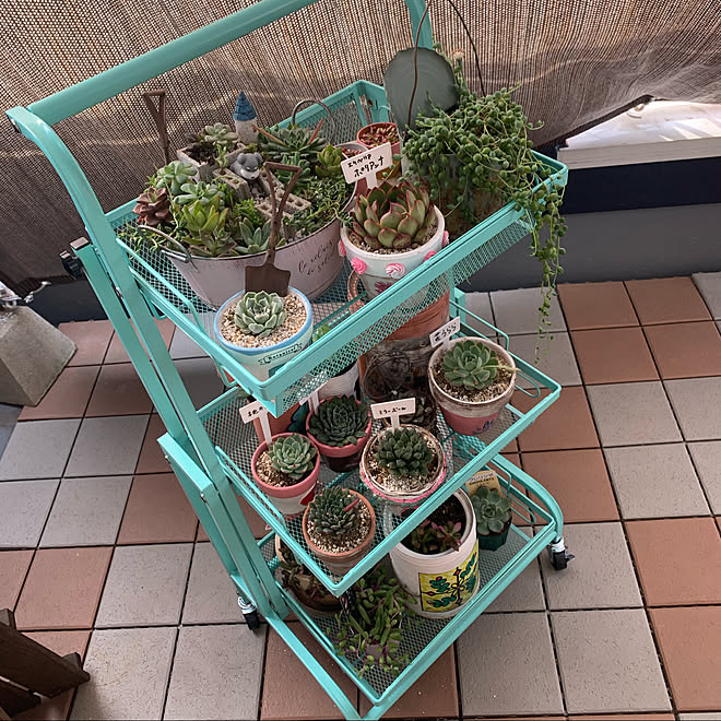 多肉植物寄せ植え リメ缶 多肉バカ 多肉ちゃん寄せ植え Amazonギフト券 などのインテリア実例 22 02 18 10 29 05 Roomclip ルームクリップ