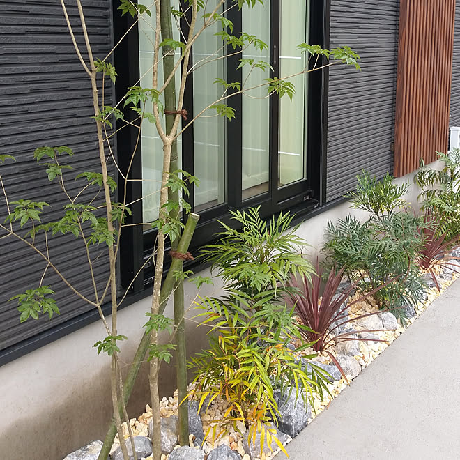 玄関 入り口 庭 駐車場 植栽 アオダモ などのインテリア実例 19 11 07 15 53 46 Roomclip ルームクリップ 玄関 入り口 庭 駐車場 植栽 アオダモ などのインテリア実例 19 11 07 15 53 46 Roomclip ルームクリップ