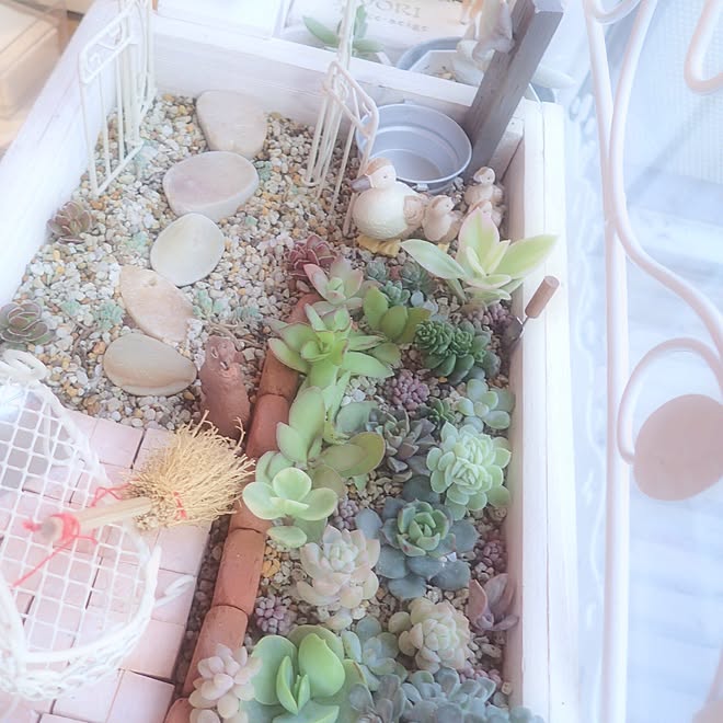 多肉植物/多肉植物寄せ植え/ミニチュアガーデン/寄せ植え/ミニガーデン...などのインテリア実例 - 2016-03-15 17:48:36