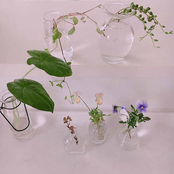 小瓶 剪定したグリーン セリアの花瓶 セリア 100均 などのインテリア実例 05 25 08 29 41 Roomclip ルームクリップ
