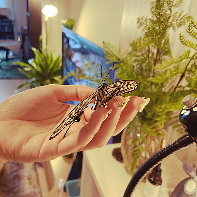 アゲハチョウ アゲハ蝶の羽化 アゲハの幼虫 リビングのインテリア実例 09 14 26 28 Roomclip ルームクリップ