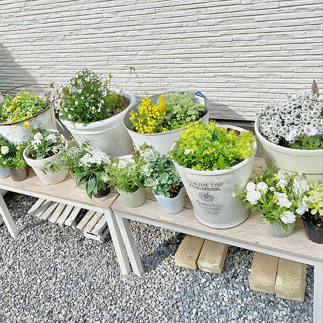 八重咲きペチュニア 寄せ植え 待機苗この後植えました ペチュニア寄せ植え ペチュニア などのインテリア実例 21 05 16 18 58 43 Roomclip ルームクリップ 八重咲きペチュニア 寄せ植え 待機苗この後植えました ペチュニア寄せ植え ペチュニア などのインテリア実例 21 05 16 18 58 43 Roomclip ルームクリップ