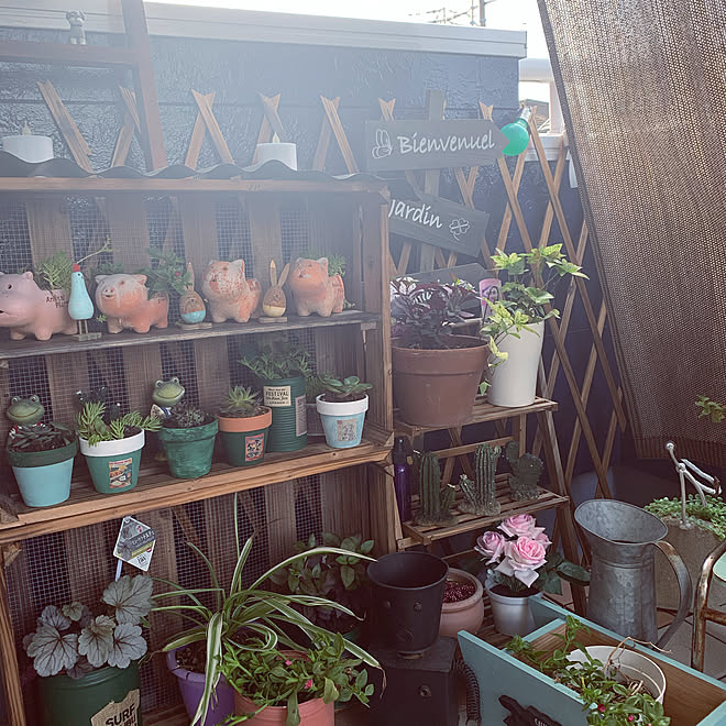 ベランダガーデニング 多肉棚 リメ缶 多肉植物 コレ Diyしたよ などのインテリア実例 05 31 23 54 21 Roomclip ルームクリップ