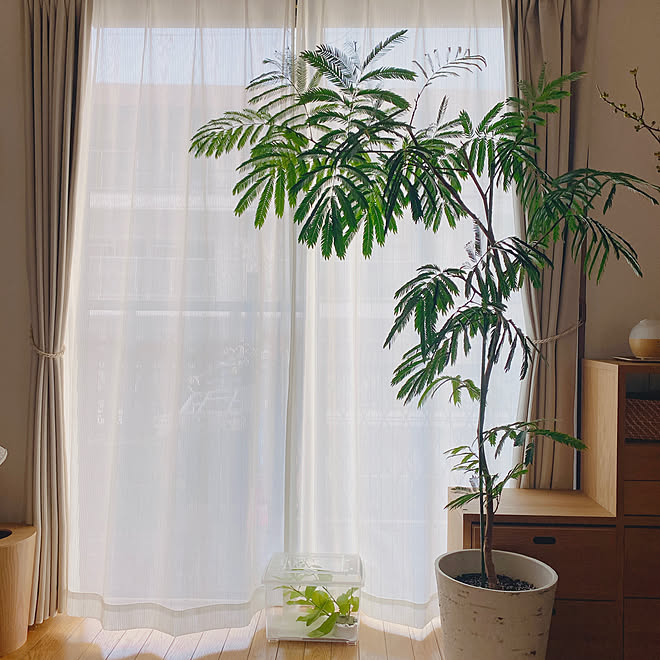 エバーフレッシュ 観葉植物のある暮らし 北欧インテリア 北欧ナチュラル 暮らしを楽しむ などのインテリア実例 22 08 23 23 01 09 Roomclip ルームクリップ エバーフレッシュ 観葉植物のある暮らし 北欧インテリア 北欧ナチュラル 暮らしを楽しむ などのインテリア実例 22 08 23 23 01 09 Roomclip ルームクリップ