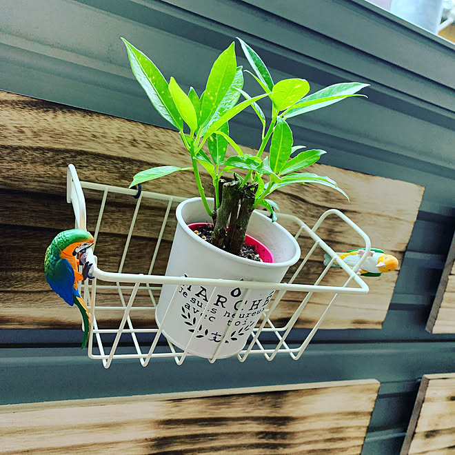 ベランダ Diy 100均 観葉植物 キャンドゥのインテリア実例 05 04 18 14 11 Roomclip ルームクリップ ベランダ Diy 100均 観葉植物 キャンドゥのインテリア実例 05 04 18 14 11 Roomclip ルームクリップ