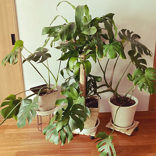 南側リビング 観葉植物 アジアンタム 新築一戸建て モンステラ などのインテリア実例 21 10 17 11 34 Roomclip ルームクリップ