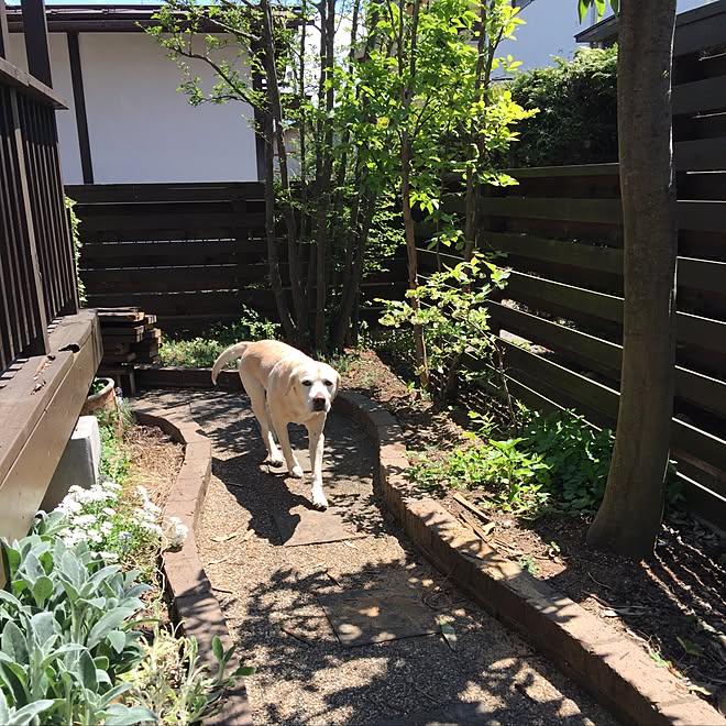 狭くて日当たり悪いお庭 ガーデニング 玄関 入り口 愛犬 輸入住宅のインテリア実例 17 05 05 22 17 17 Roomclip ルームクリップ