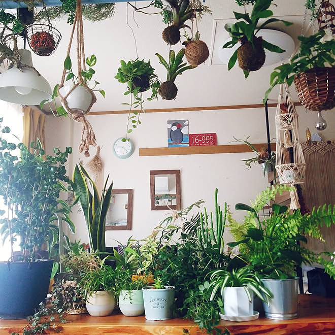 リビング 観葉植物 ごちゃごちゃ 植物のある暮らし 植物が好き などのインテリア実例 05 06 11 32 56 Roomclip ルームクリップ リビング 観葉植物 ごちゃごちゃ 植物のある暮らし 植物が好き などのインテリア実例 05 06 11 32 56 Roomclip ルームクリップ