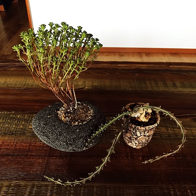 Cactus 多肉植物 Toky 陶器 巌流島 などのインテリア実例 17 06 15 05 59 31 Roomclip ルームクリップ Cactus 多肉植物 Toky 陶器 巌流島 などのインテリア実例 17 06 15 05 59 31 Roomclip ルームクリップ
