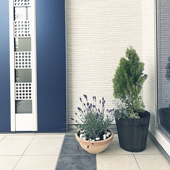 玄関/入り口/ゴールドクレスト寄せ植え/ラベンダー/LIXIL玄関ドア/花のある暮らし&hellip;などのインテリア実例 20170424
