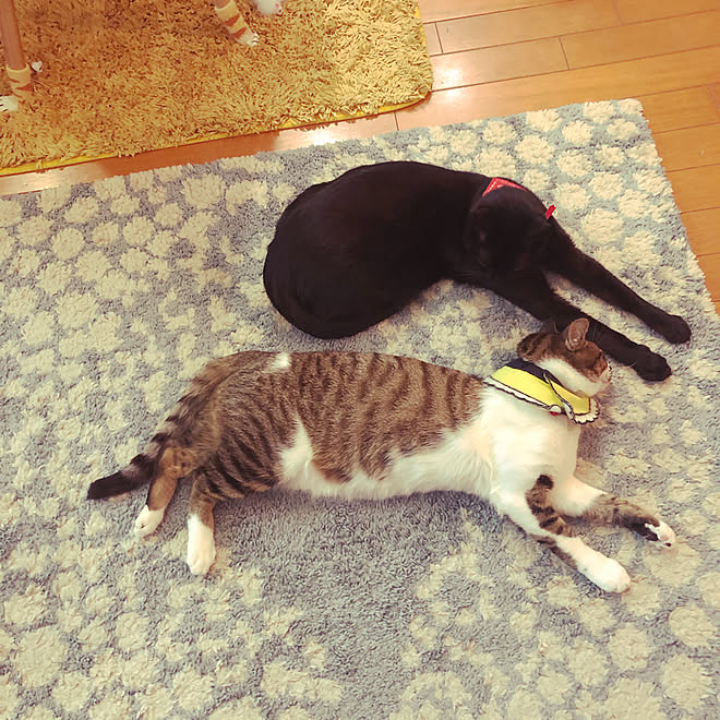 僕の方がイケメンにゃ 太った猫と スマートな猫 短足の猫 足の長い猫 成長した猫 ねこのいる風景 などのインテリア実例 21 03 08 09 25 55 Roomclip ルームクリップ