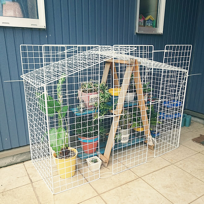 すのこ すのこ棚 ダイソー 多肉植物 ワイヤーネット などのインテリア実例 18 10 12 16 03 28 Roomclip ルームクリップ