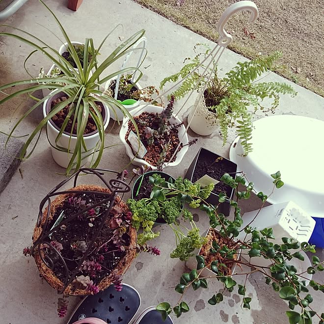部屋全体/観葉植物/植物/ヘンリーヅタ/ハンキングプランター...などのインテリア実例 - 2016-03-05 13:43:31