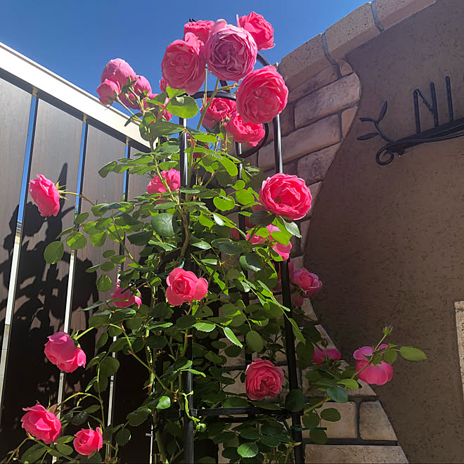 ポンポネッラ つるバラ ローズガーデン 薔薇のある庭 薔薇のある暮らし などのインテリア実例 05 09 10 43 Roomclip ルームクリップ ポンポネッラ つるバラ ローズガーデン 薔薇のある庭 薔薇のある暮らし などのインテリア実例 05 09 10 43 Roomclip ルームクリップ