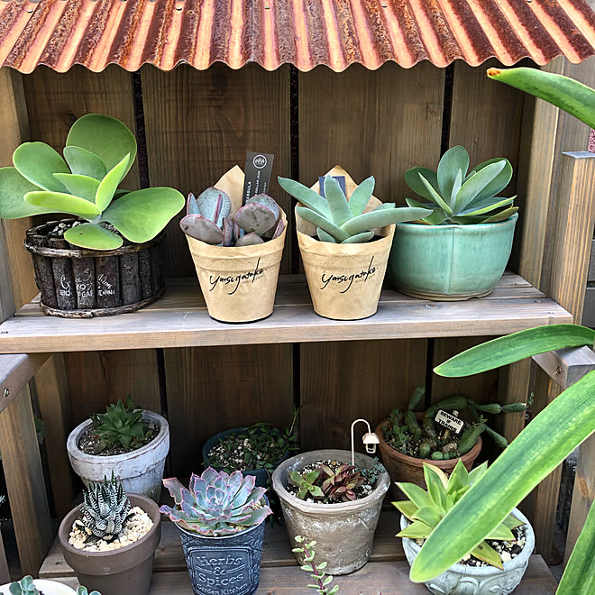 クラッスラ属 多肉植物のある暮らし 多肉植物 多肉棚diy ガーデン雑貨 などのインテリア実例 09 19 13 03 32 Roomclip ルームクリップ