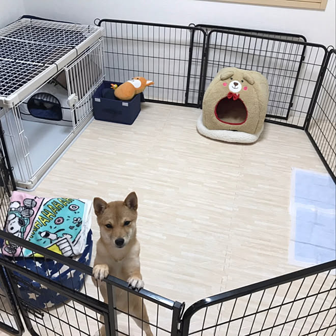 柴犬がいる家 豆柴 ケージ ペットサークル ジョイントマット などのインテリア実例 21 03 24 09 29 28 Roomclip ルームクリップ