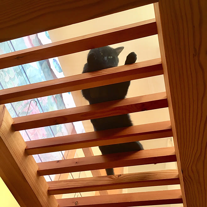 吹き抜けのある家 ポリカーボネート 猫観察 猫と暮らす スケルトン廊下 などのインテリア実例 07 16 19 12 54 Roomclip ルームクリップ