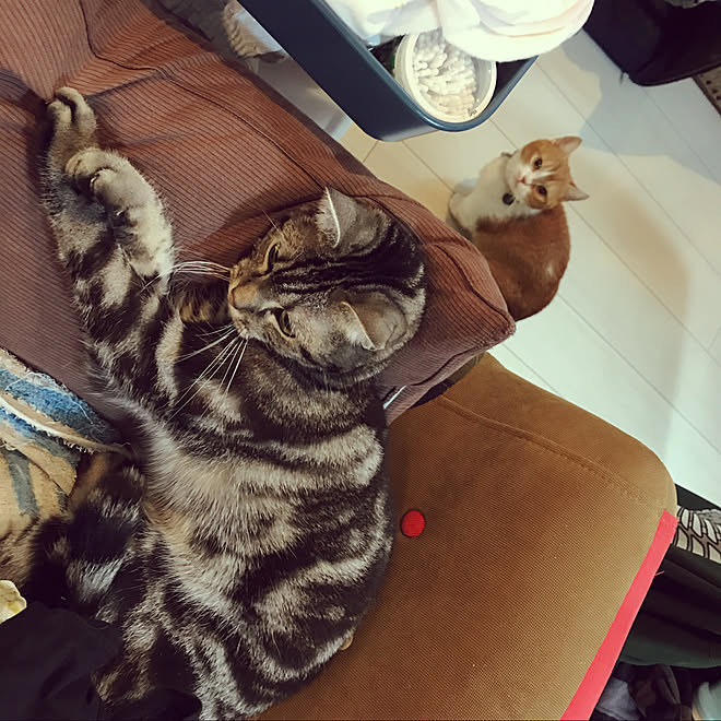 アメショ 猫のいる生活 赤ちゃんのいる暮らし 赤ちゃんと猫 マンチカン 短足 などのインテリア実例 19 10 22 15 37 55 Roomclip ルームクリップ