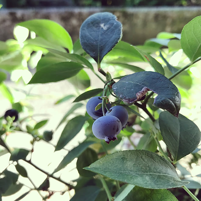 初めての試み 実がなりました 家庭菜園 鉢植え ブルーベリー などのインテリア実例 07 13 08 54 19 Roomclip ルームクリップ 初めての試み 実がなりました 家庭菜園 鉢植え ブルーベリー などのインテリア実例 07 13 08 54 19 Roomclip ルームクリップ