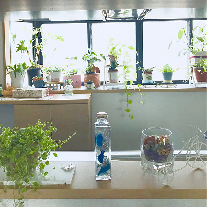 キッチン 観葉植物 キッチン出窓 多肉植物 ドライフラワー手作りのインテリア実例 18 08 12 07 44 34 Roomclip ルームクリップ