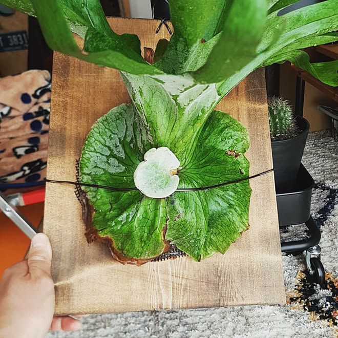 リビング 観葉植物 ビカクシダ スパーバム コウモリラン などのインテリア実例 21 04 04 47 17 Roomclip ルームクリップ