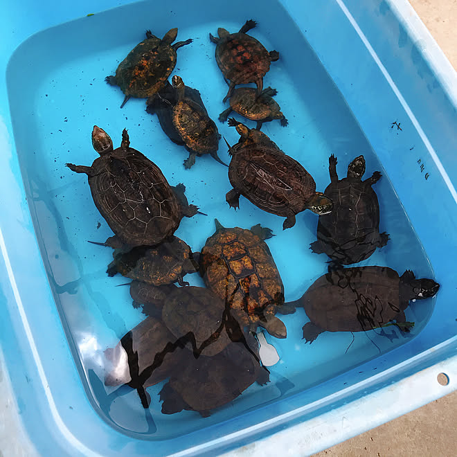 動画はインスタにて かめのいる暮らし ウンキュウ クサガメ イシガメ などのインテリア実例 19 05 19 11 43 46 Roomclip ルームクリップ 動画はインスタにて かめのいる暮らし ウンキュウ クサガメ イシガメ などのインテリア実例 19 05 19 11 43 46 Roomclip ルームクリップ